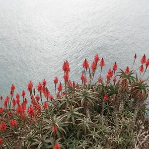 Palma Madeira Wandern Und Tauchen Apartament